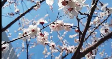 高清航拍万亩植物樱花杏花视频的预览图